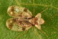 Stephanitis pyri