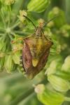 Carpocoris purpureipennis