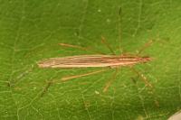 Berytinus clavipes