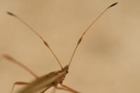 Berytinus clavipes