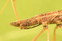 Berytinus clavipes