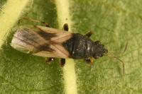 Metopoplax ditomoides