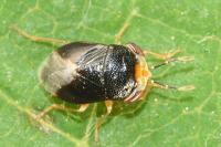 Geocoris erythrocephalus