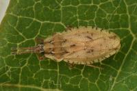 Tingis auriculata