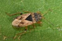 Trapezonotus ullrichi