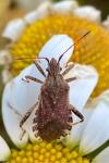 Ceraleptus gracilicornis