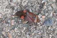 Deraeocoris olivaceus