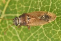 Cymus melanocephalus