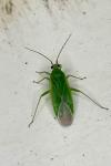 Orthotylus
