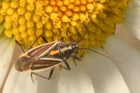 Horistus orientalis