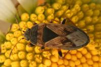 Trapezonotus ullrichi