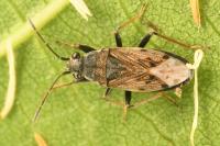 Peritrechus gracilicornis