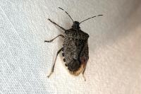 Halyomorpha halys