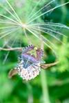 Dolycoris baccarum