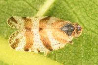 Tachycixius venustulus