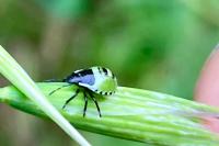 Palomena prasina