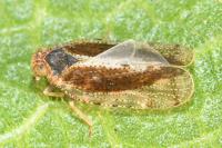 Tachycixius pilosus