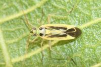 Stenotus binotatus