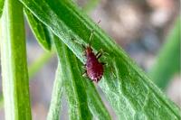 Deraeocoris ruber