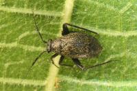 Orthocephalus coriaceus