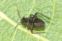 Orthocephalus coriaceus