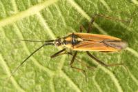 Leptopterna dolabrata