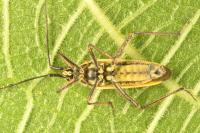Leptopterna dolabrata