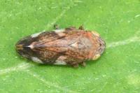 Philaenus spumarius