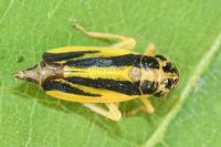 Evacanthus interruptus
