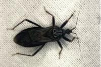 Reduvius personatus