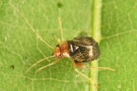 Halticus luteicollis