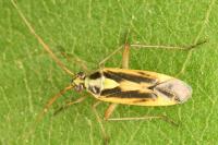 Stenotus binotatus