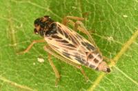 Evacanthus acuminatus