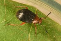 Capsus ater