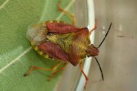 Carpocoris purpureipennis