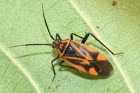 Brachycoleus triangularis