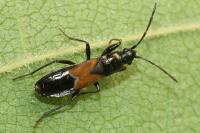 Pterotmetus staphyliniformis