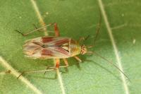Calocoris roseomaculatus
