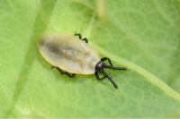 Catoplatus carthusianus