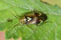 Lygus pratensis