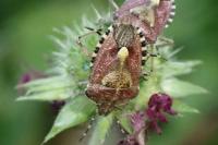 Dolycoris baccarum