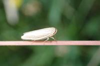 Athysanus argentarius