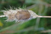 Eurygaster testudinaria