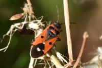 Melanocoryphus albomaculatus