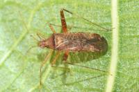 Phytocoris ulmi