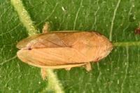 Neophilaenus lineatus