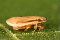 Neophilaenus lineatus