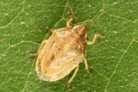 Neottiglossa leporina