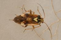 Lygus pratensis