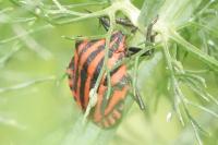 Graphosoma italicum